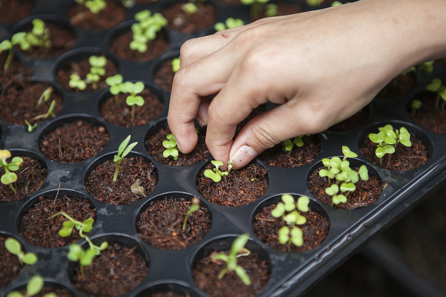 1 Purpose: Dedicated hands nurturing and planting a tender green seedling into rich soil