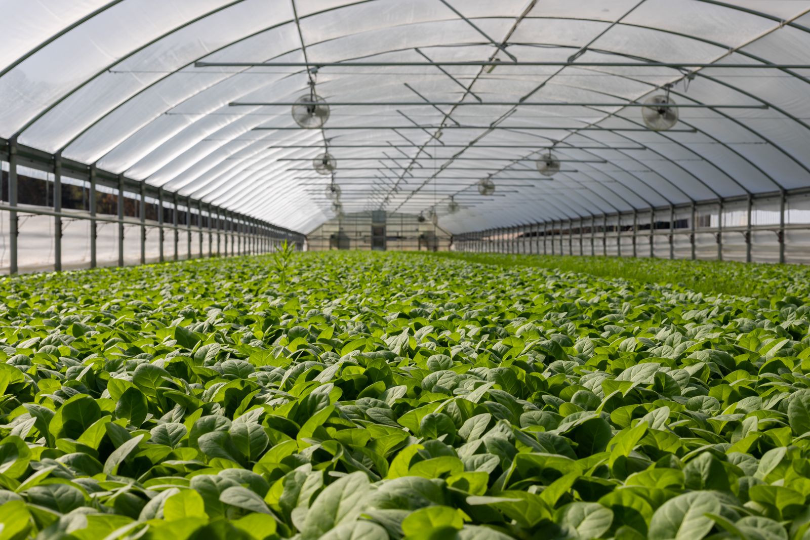 African farmer in lush thriving agricultural field