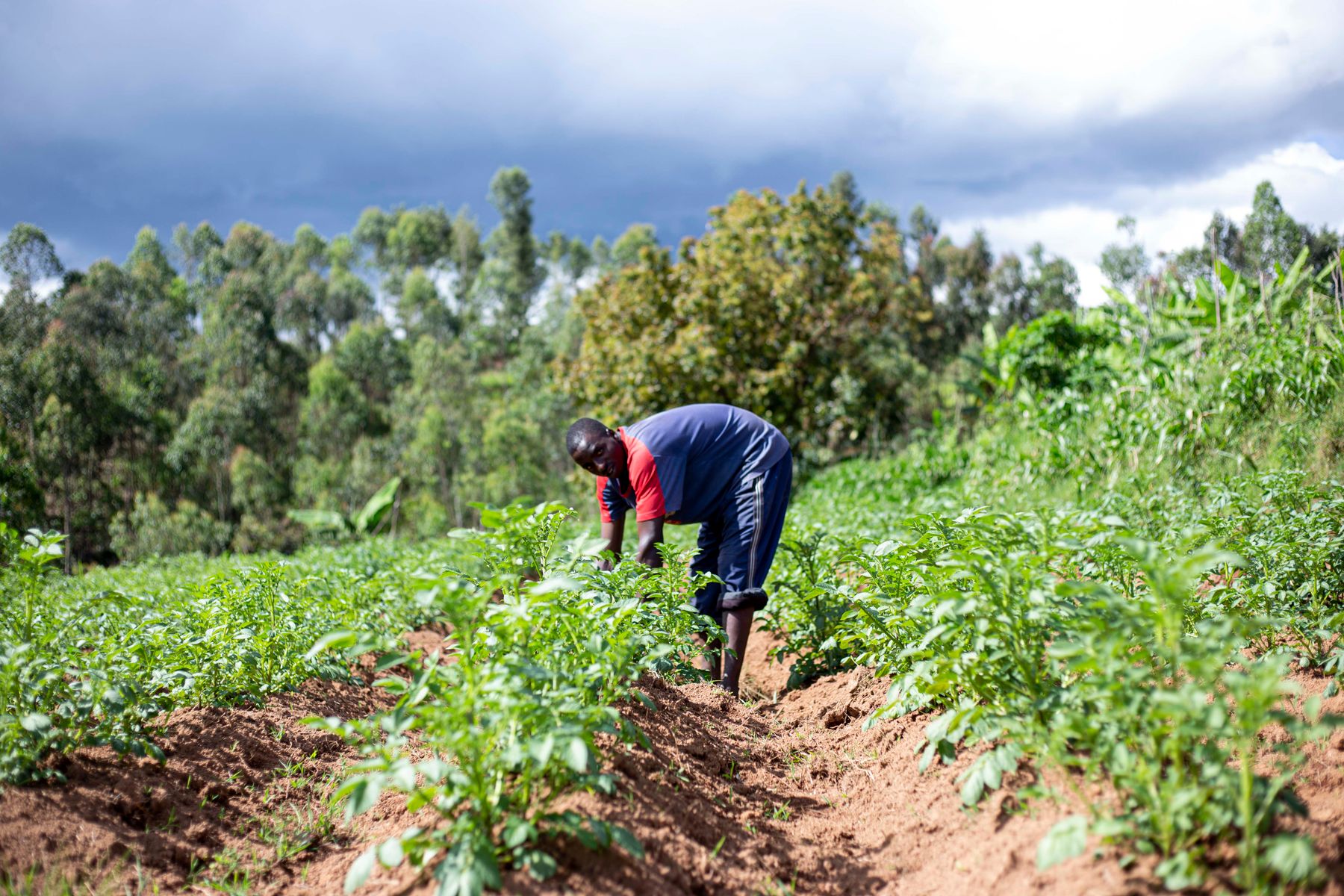 African farmer in a lush green agricultural landscape